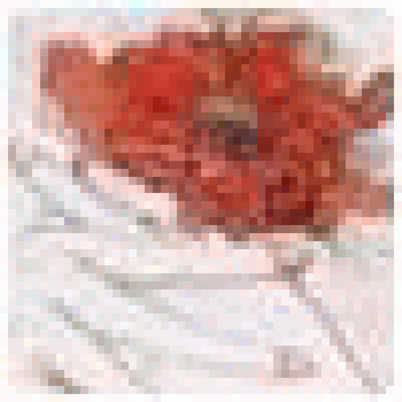 Jesusslisk